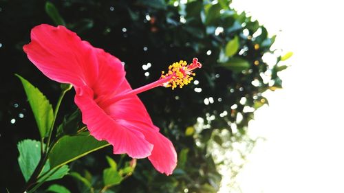 Close-up of pink flowers