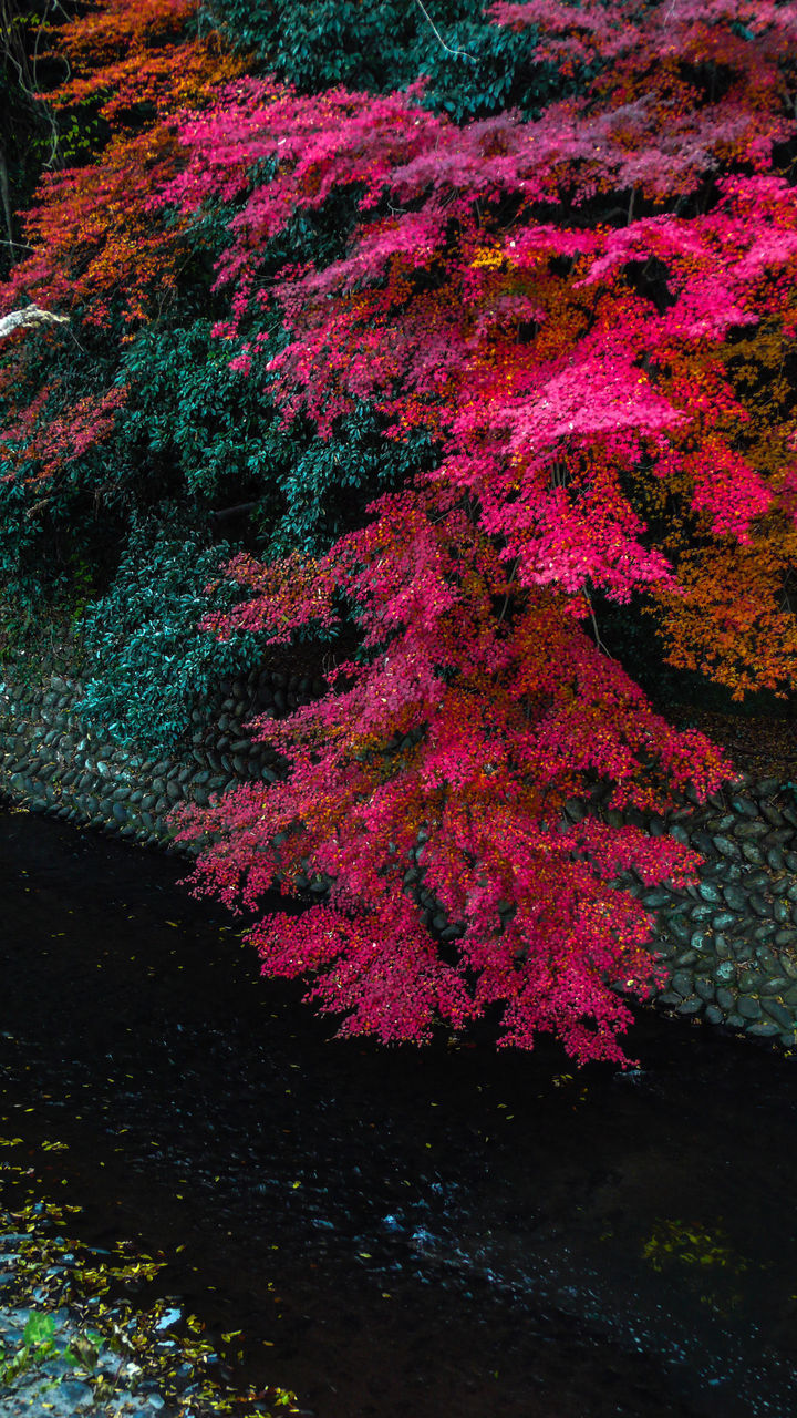 HIGH ANGLE VIEW OF PINK FLOWERS AND LEAVES