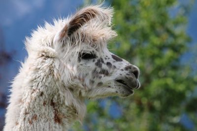 Close-up of a lama