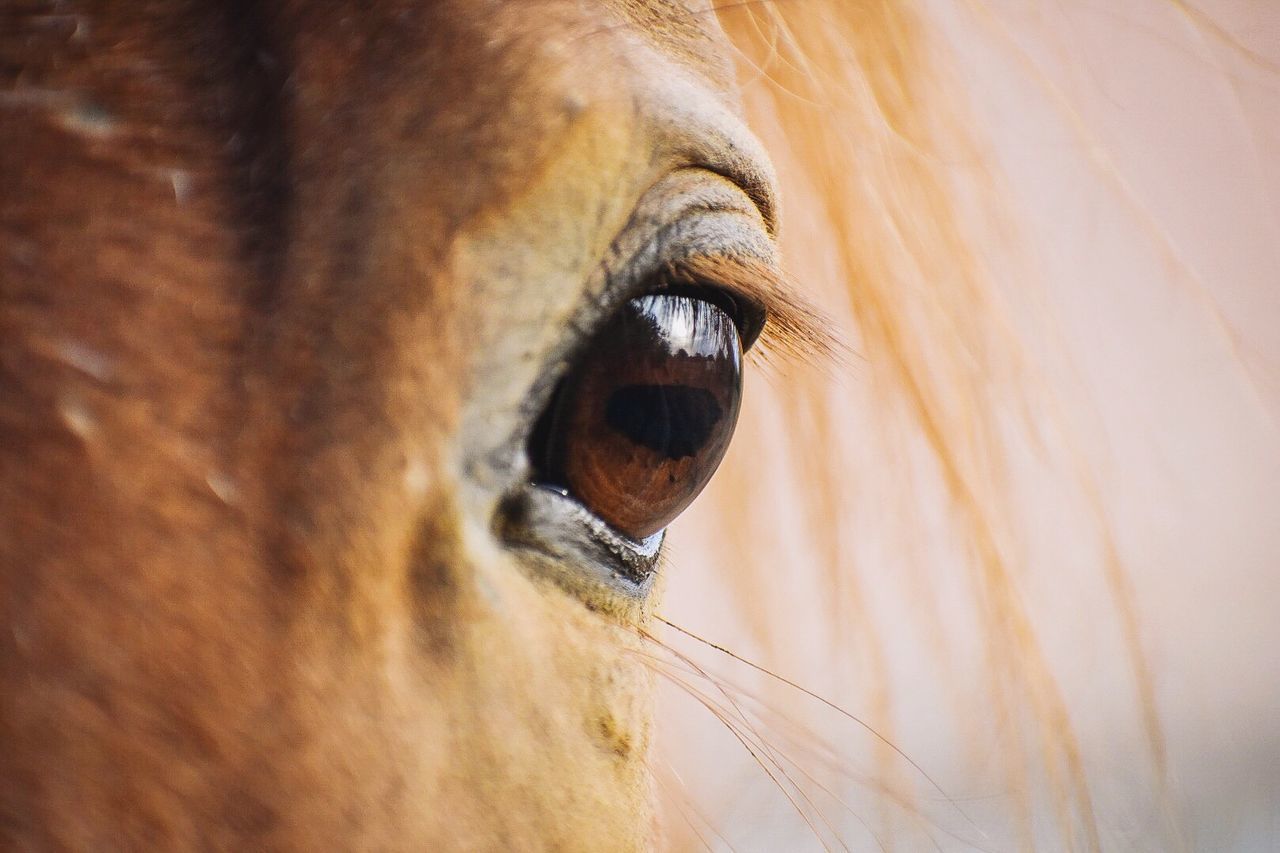 CLOSE-UP OF ANIMAL EYE