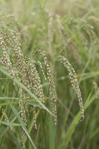 Close-up of crops on field