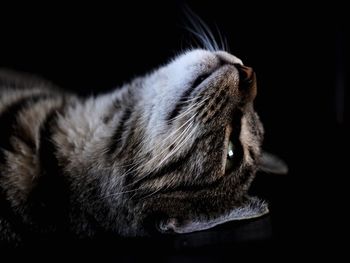 Close-up of cat relaxing on black background