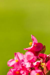 Close-up of pink flowers against blurred background