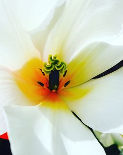 Close-up of flower blooming outdoors