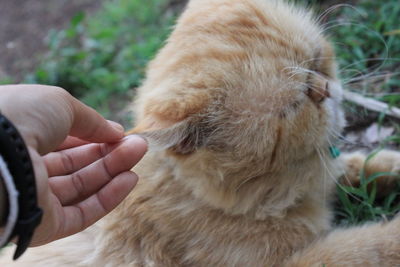 Midsection of person holding cat