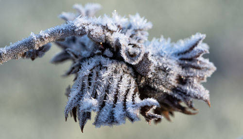 Close-up of frozen plant during winter