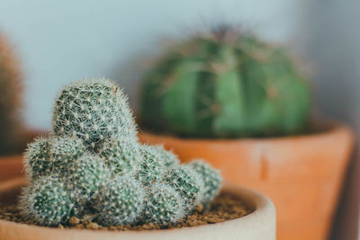 Close-up of cactus plant