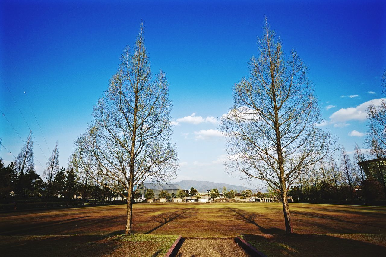 blue, tree, bare tree, field, tranquility, clear sky, sky, grass, tranquil scene, landscape, nature, sunlight, beauty in nature, scenics, branch, growth, the way forward, day, outdoors, rural scene