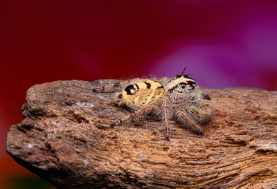 Close-up of insect on rock