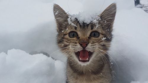 Close-up portrait of a cat