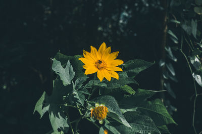 Close-up of yellow flowering plant