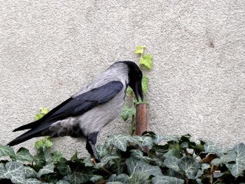 Close-up of bird perching on wall