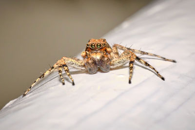 Close-up of spider