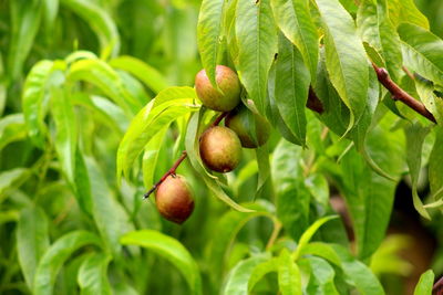 Close-up of plum growing on tree