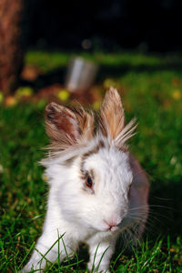 Close-up of a rabbit on field