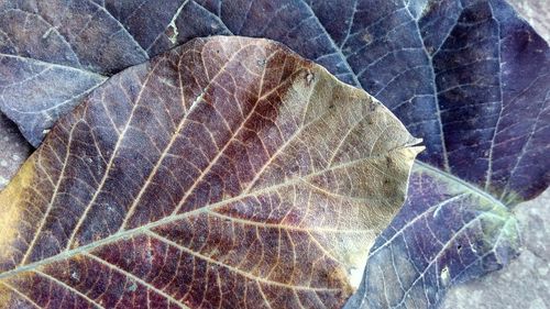 High angle view of water drops on leaf