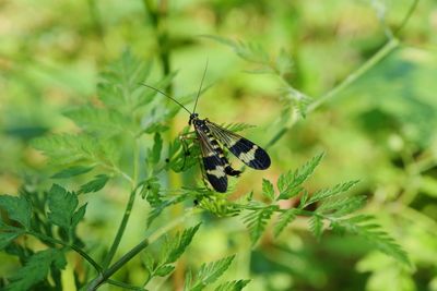 Close-up of butterfly on leaf