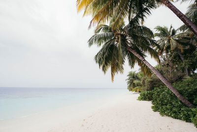 Palm trees on beach against sky