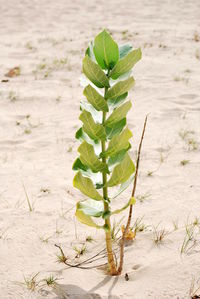 Close-up of plants