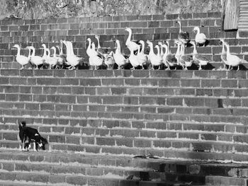 Pigeons on brick wall