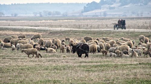 Flock of sheep grazing on field