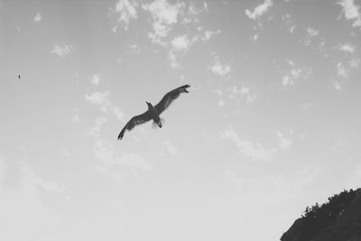 Low angle view of birds flying in sky