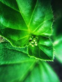 Close-up of fresh green leaf