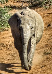 Portrait of elephant on land