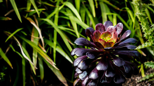 Close-up of flower blooming outdoors