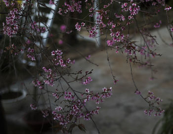 Close-up of pink cherry blossom tree