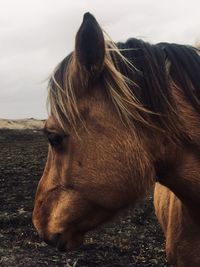 Close-up of a horse on the field