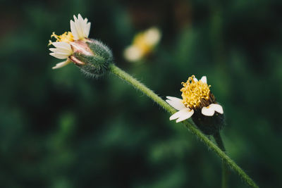 Close-up of white flower growing outdoors