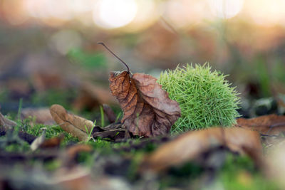 Close-up of dry leaves on field