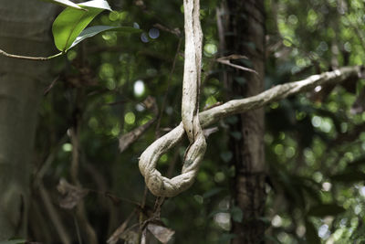 Close-up of plant growing on tree