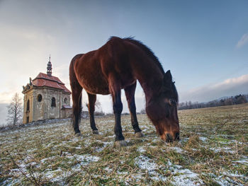 Horse standing in a field