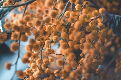 Low angle view of orange flowers