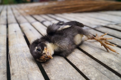 Close-up of a death chick on wood