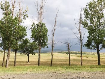 Trees on field against sky