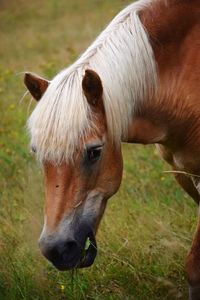 Close-up of horse in ranch