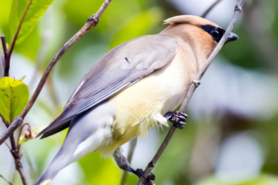 Close-up of bird perching on tree