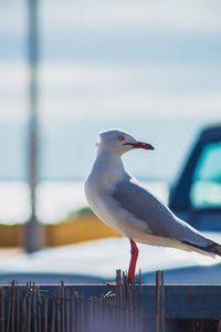 Close-up of seagull perching on wooden post