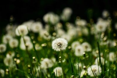 Close-up of dandelion on field