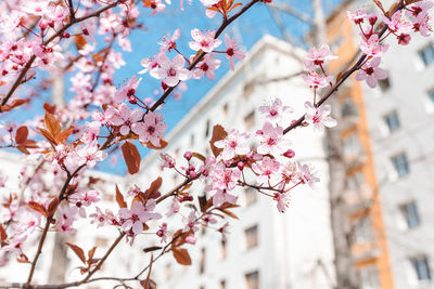 Low angle view of pink flowering tree