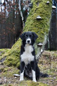 Dog standing on field