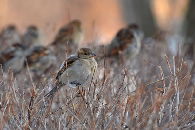 Close-up of sparrows perching on dried plants