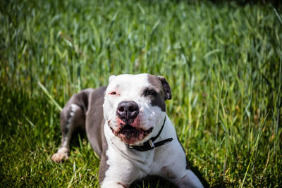 Portrait of dog on field