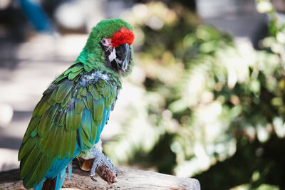 Sick exotic green macaw perching. animal shelter.