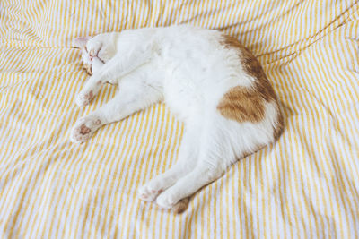 Cute young domestic bicolor orange and white cat sleeps relaxed and happy on soft blanket on bed