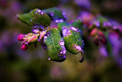 Close-up of wet purple leaf on plant