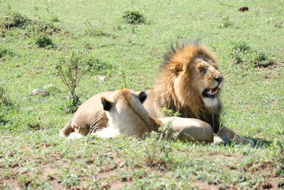 Lion relaxing on a field